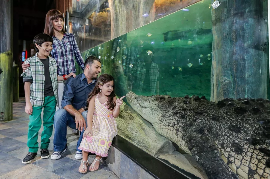 Океанариум Dubai Aquarium & Underwater Zoo в Дубаи: Вода, Экзотика, Океанариум, Аквариум, Плавание,