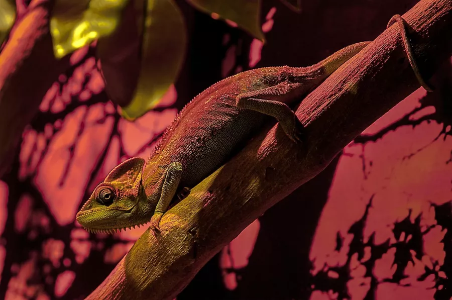 Океанариум Dubai Aquarium & Underwater Zoo в Дубаи: Вода, Экзотика, Океанариум, Аквариум, Плавание,