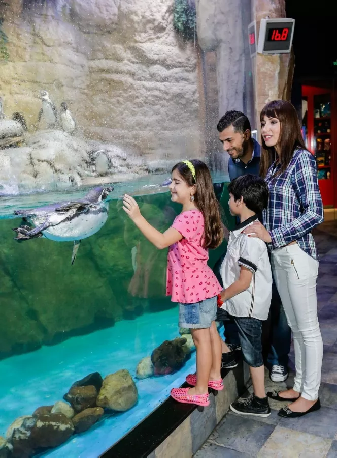 Океанариум Dubai Aquarium & Underwater Zoo в Дубаи: Вода, Экзотика, Океанариум, Аквариум, Плавание,