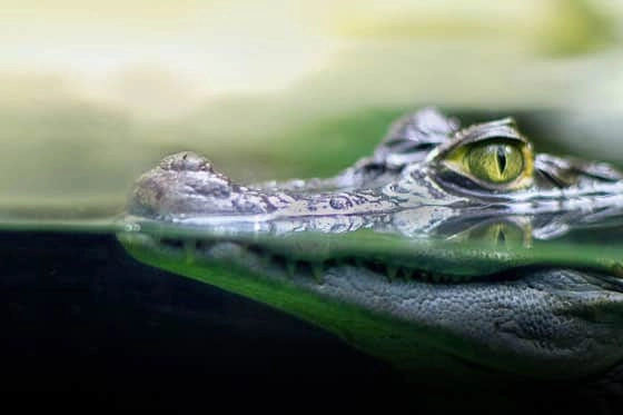 Океанариум Dubai Aquarium & Underwater Zoo в Дубаи: Вода, Экзотика, Океанариум, Аквариум, Плавание,