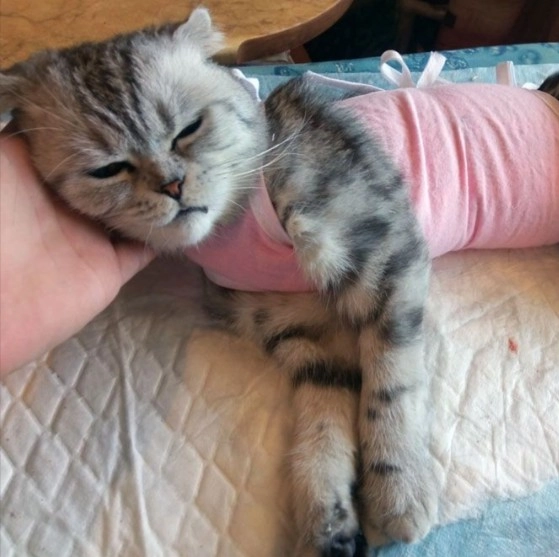 Станция скорой ветеринарной помощи и зоогостиница Любимец в Москве: УЗИ, Выездные ветеринары , Рентген, Вакцинация,
