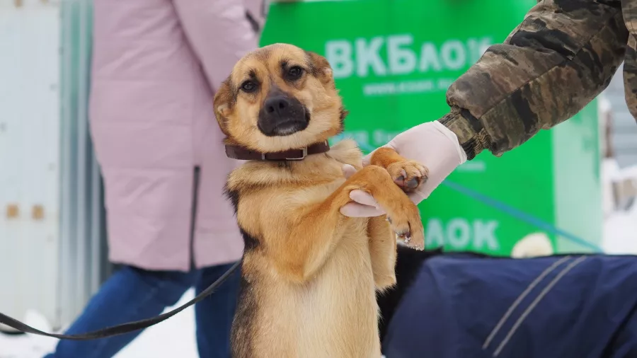 Приют для пострадавших животных Краснодог в Краснодаре: Приют для животных, Питомцы, Пострадавшие животные, Ветеринарные услуги, Ветеринарный центр,