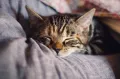 Миниатюра 7