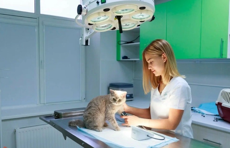Ветеринарная клиника ZooClinic24 в Москве: Ратолог, УЗИ, Рентген, Стрижка, Кремация, Чипирование, Оксигенотерапия,