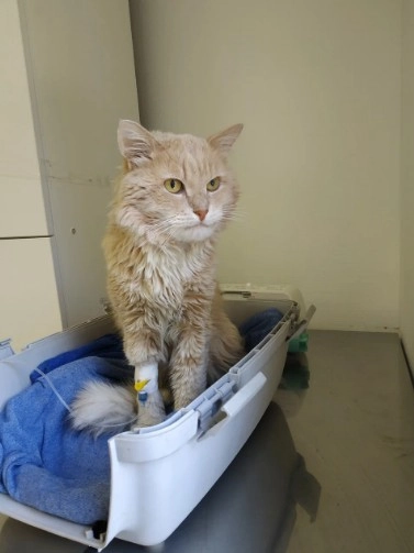 Ветеринарная клиника ZooClinic24 в Москве: Ратолог, УЗИ, Рентген, Стрижка, Кремация, Чипирование, Оксигенотерапия,