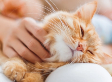 Антикафе The Cat Cafe  в  Дубаи