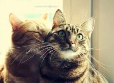Антикафе The Cat Cafe в Дубаи: Кафе с кошками , Кошачье кафе , Атмосферная кофейня , Кошачья терапия ,