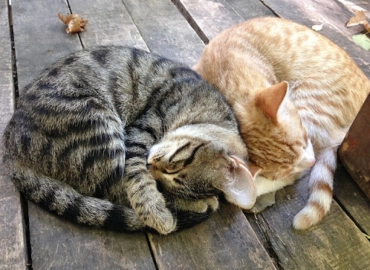 Антикафе The Cat Cafe в Дубаи: Кафе с кошками , Кошачье кафе , Атмосферная кофейня , Кошачья терапия ,