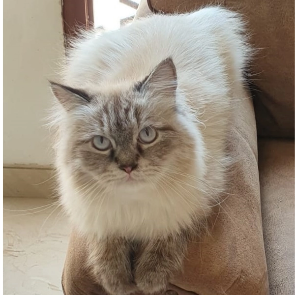 Антикафе The Cat Cafe в Дубаи: Кафе с кошками , Кошачье кафе , Атмосферная кофейня , Кошачья терапия ,