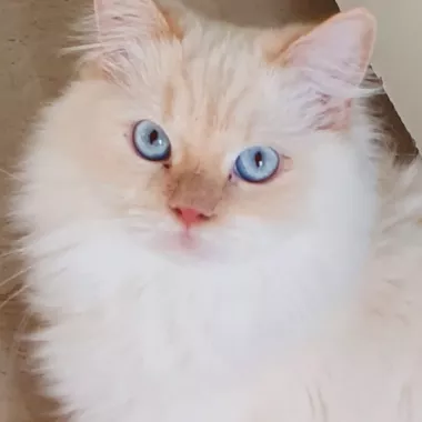 Антикафе "The Cat Cafe".