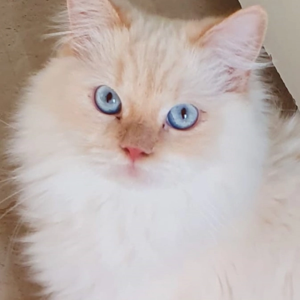 Антикафе The Cat Cafe в Дубаи: Кафе с кошками , Кошачье кафе , Атмосферная кофейня , Кошачья терапия ,