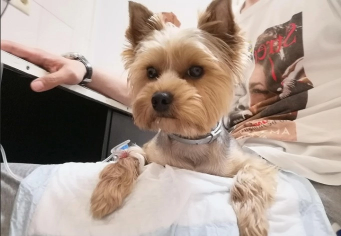 Ветеринарная клиника Акела  в  Москве