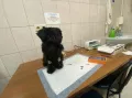 Миниатюра 6