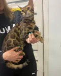 Миниатюра 4
