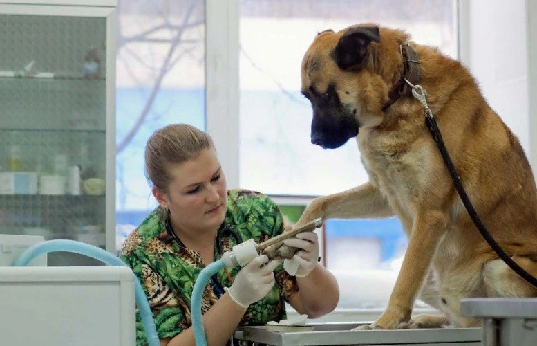 Ветеринарный центр Спас-Вет в Москве: УЗИ, Рентген, Онлайн-услуги, Услуги на дому, Кремация, Хирургия, Стоматология, Стационар, Акушерство,