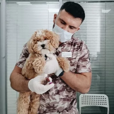 Ветеринарная клиника "M-VETCENTR" .
