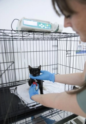 Ветеринарные клиники Институт ветеринарной медицины в Москве: УЗИ, Рентген, Орнитолог, Хирургия, Вакцинация, Анализы, Стоматология,