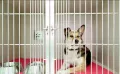 Миниатюра 9