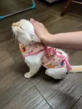 Миниатюра 4