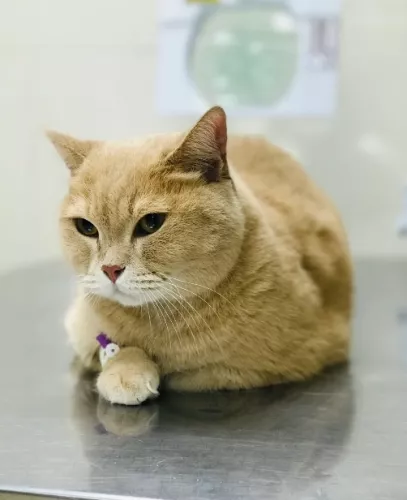 Ветеринарная клиника Собачье сердце  в  Краснодаре