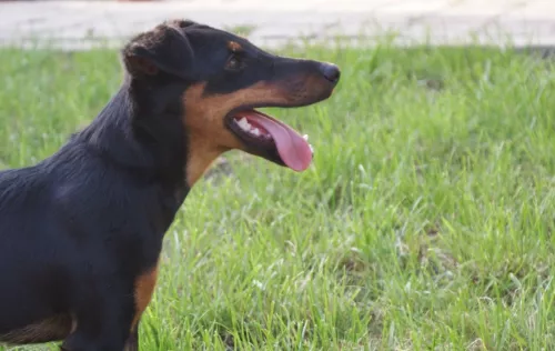 Отель для животных Тимошка  в  Краснодаре