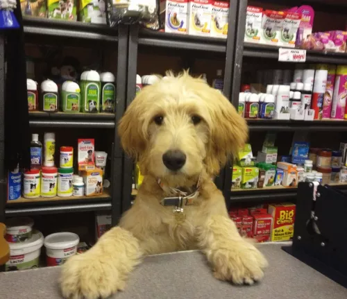 Зоомагазин 38 Попугаев  в  Ростове-на-Дону