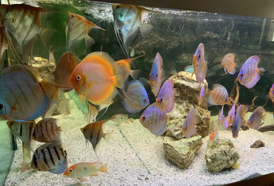Public Aquarium and Tropicarium Belgrade в Белграде: Аквариум, Тропикарий, Рыбы, Растения,