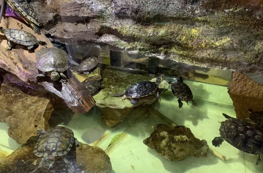Public Aquarium and Tropicarium Belgrade в Белграде: Аквариум, Тропикарий, Рыбы, Растения,