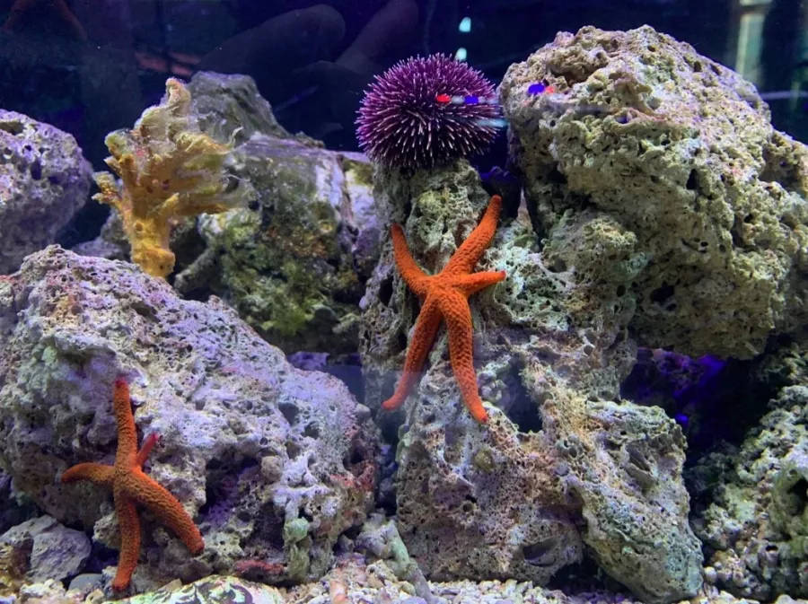 Public Aquarium and Tropicarium Belgrade в Белграде: Аквариум, Тропикарий, Рыбы, Растения,