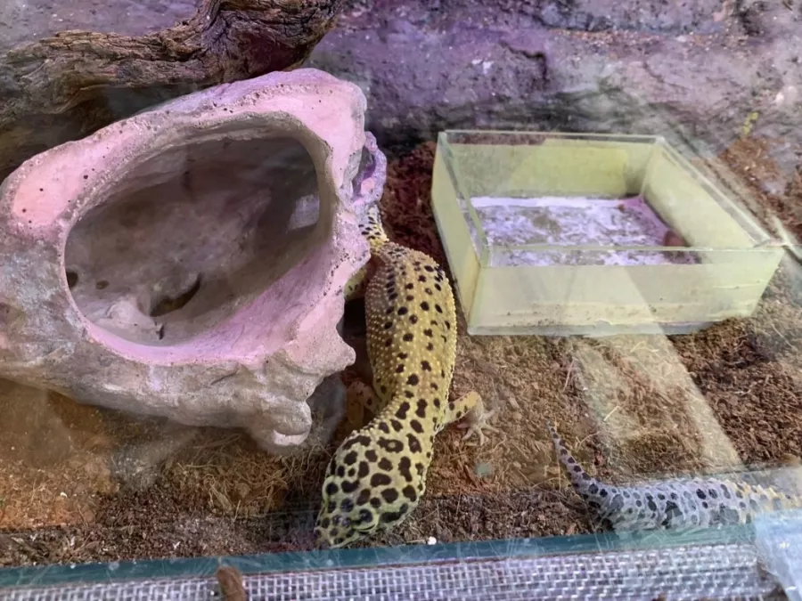 Public Aquarium and Tropicarium Belgrade в Белграде: Аквариум, Тропикарий, Рыбы, Растения,