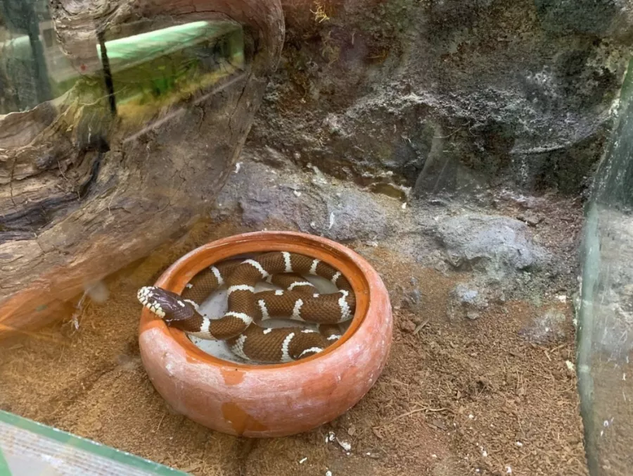 Public Aquarium and Tropicarium Belgrade в Белграде: Аквариум, Тропикарий, Рыбы, Растения,