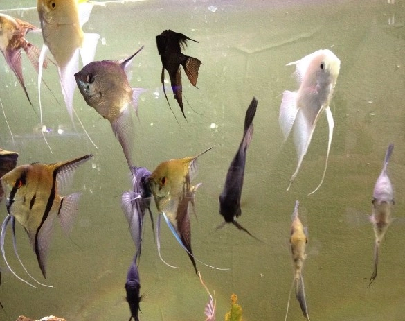 Public Aquarium and Tropicarium Belgrade в Белграде: Аквариум, Тропикарий, Рыбы, Растения,