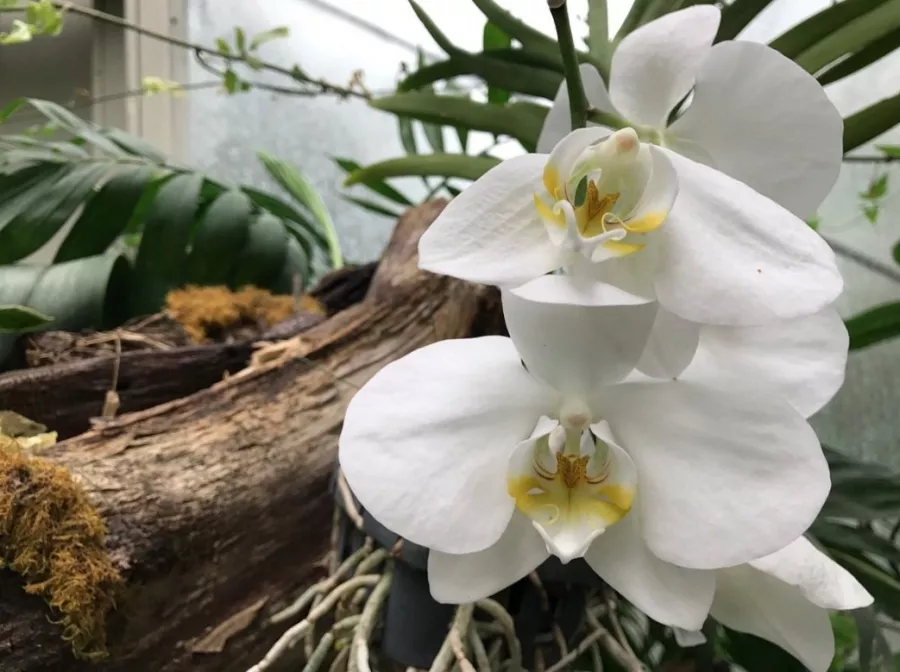 Jevremovac Botanical Garden в Белграде: Сад, Природа, Путешествие, Воздух,