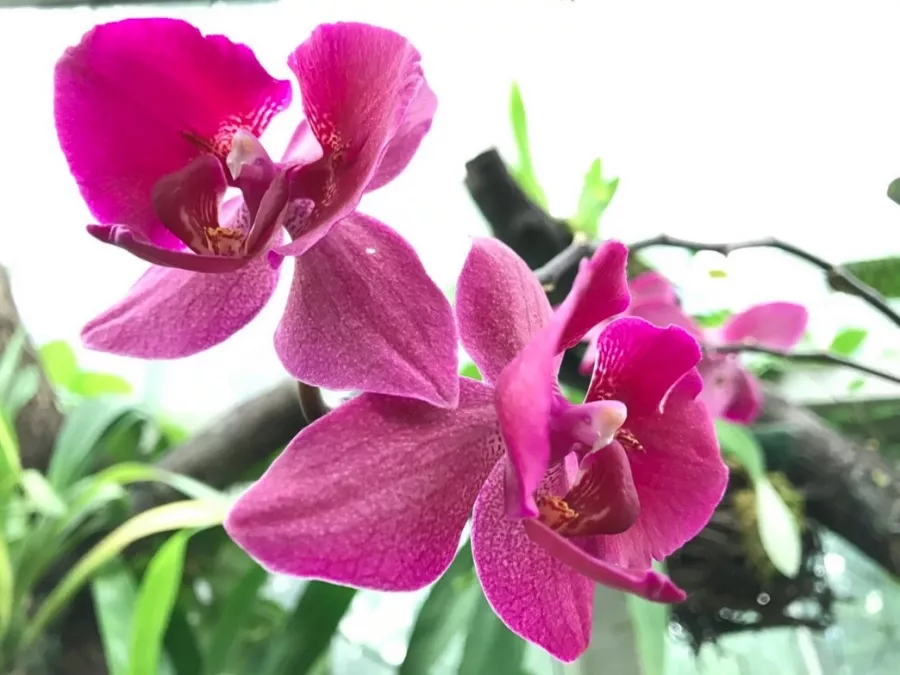 Jevremovac Botanical Garden в Белграде: Сад, Природа, Путешествие, Воздух,