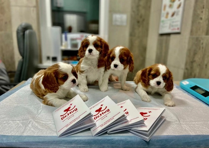 Ветеринарный центр Dr.Hug в Москве: УЗИ, Рентген, Орнитолог, ЭХОкг сердца, ОКА крови, Стоматологические услуги, Груминг,