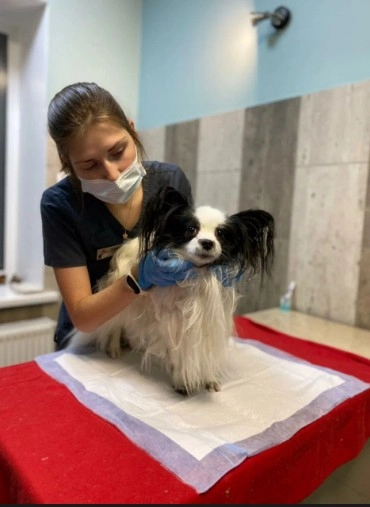 Ветеринарный центр Dr.Hug в Москве: УЗИ, Рентген, Орнитолог, ЭХОкг сердца, ОКА крови, Стоматологические услуги, Груминг,