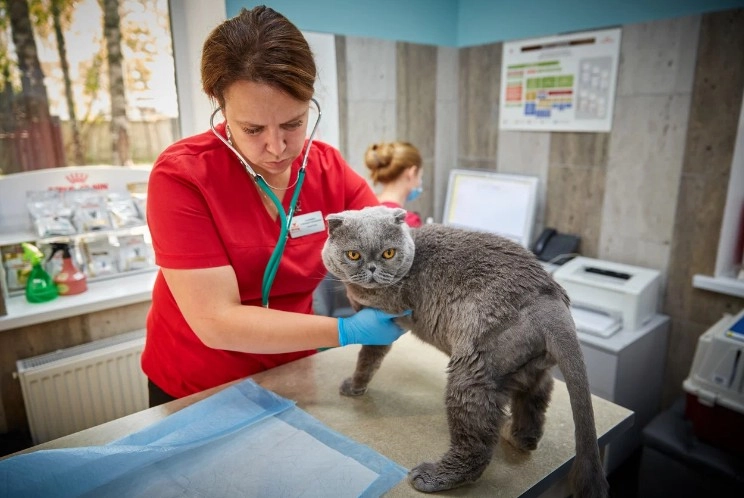 Ветеринарный центр Dr.Hug в Москве: УЗИ, Рентген, Орнитолог, ЭХОкг сердца, ОКА крови, Стоматологические услуги, Груминг,