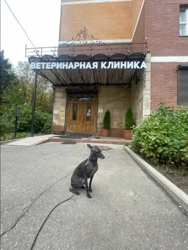 Ветеринарная клиника В добрые руки в Москве: УЗИ, Рентген, Онлайн-услуги, Вакцинация, Стрижка, Врач на дом, Груминг, Стационар,