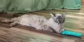 Миниатюра 8