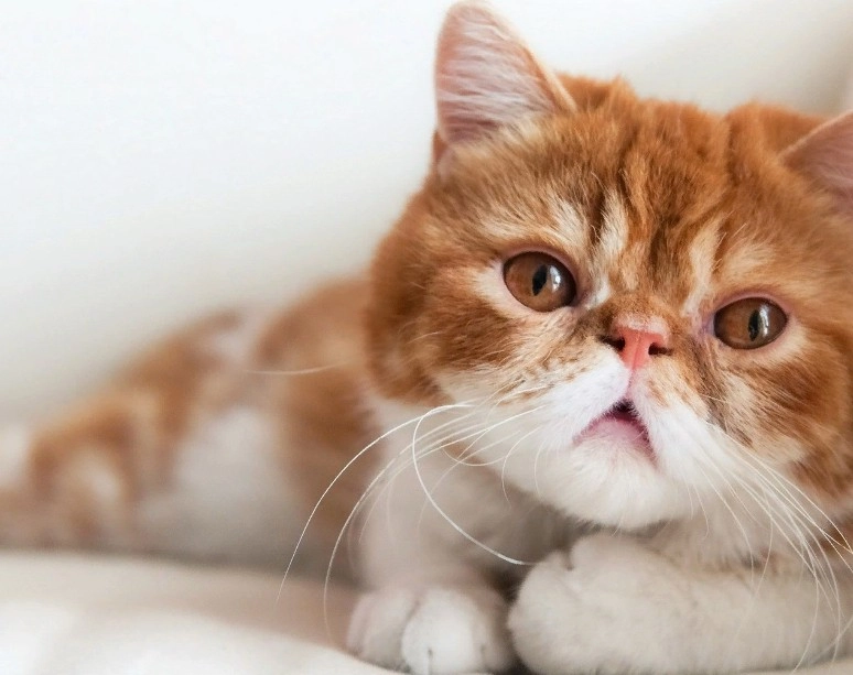 Ветеринарная клиника Вервет в Москве: Хирургия, Стрижка, Стерилизация , Выезд на дом, Стационар, Животные,