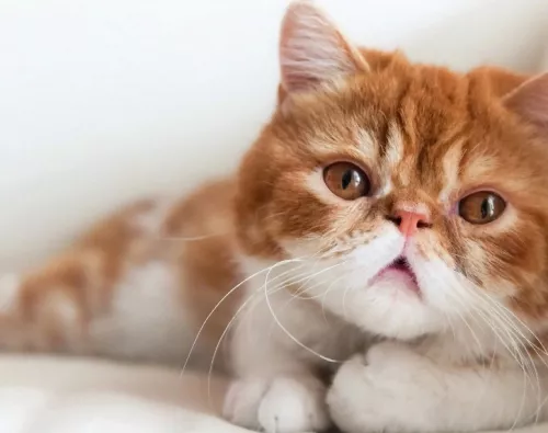 Ветеринарная клиника Вервет  в  Москве