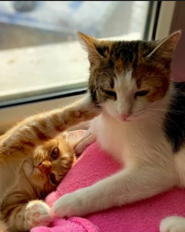 Ветеринарная клиника Вервет в Москве: Хирургия, Стрижка, Стерилизация , Выезд на дом, Стационар, Животные,