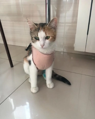 Ветеринарная клиника Вервет в Москве: Хирургия, Стрижка, Стерилизация , Выезд на дом, Стационар, Животные,