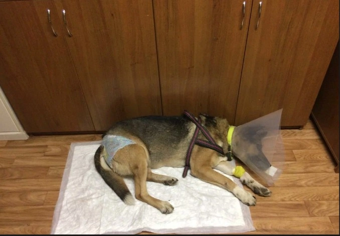 Ветеринарная клиника Вервет в Москве: Хирургия, Стрижка, Стерилизация , Выезд на дом, Стационар, Животные,