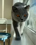 Миниатюра 3