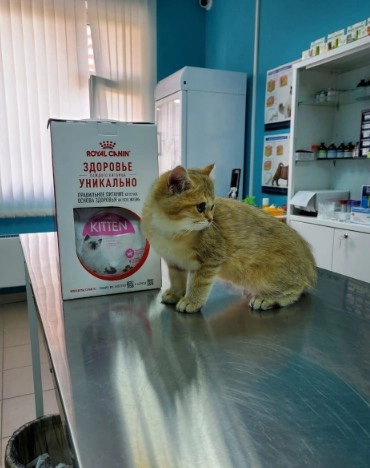Ветеринарная клиника Доктор Шпицлен в Москве: Анализы, Хирургия, Рентген, Стрижка, Выездные службы, Оксигенотерапия, Груминг, Стационар,