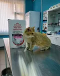 Миниатюра 11