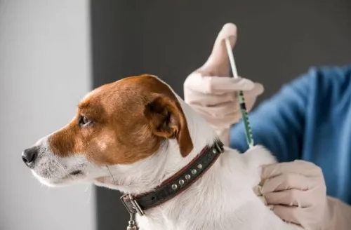 Ветеринарный центр PetsVet  в  Москве