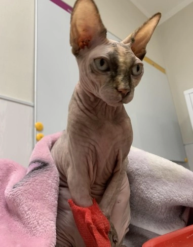 Ветеринарный центр PetsVet в Москве: УЗИ, Рентген, Гостиницы, Стрижка, Выездные службы, Стоматологические услуги, Оксигенотерапия, Стационар,