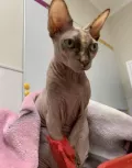Миниатюра 8